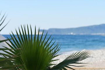 Close up of the palm tree leaves on the backgroundof the blue sky and sea. Copy space. Selective focus. 