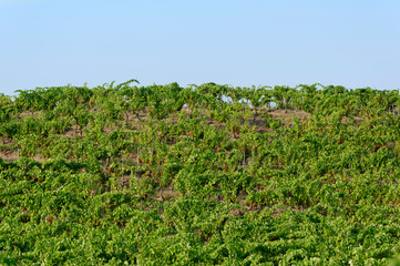 Vineyard in the hill of Aleria in estern plain of Corsica