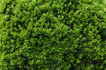 Background, texture of a green plant with foliage on the branches. Evergreen boxwood. Nature photography. - obrazy, fototapety, plakaty