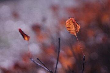 foglie rosse in autunno