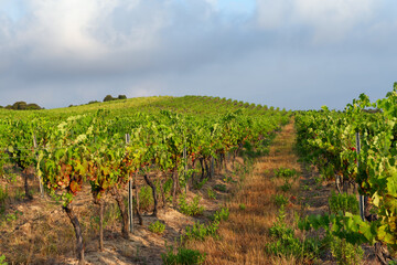 Fototapeta na wymiar Vineyard in the hill of Aleria in estern plain of Corsica