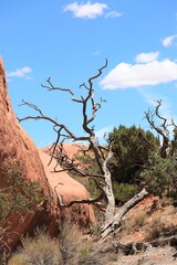 An Unique Tree in the Arches National Park Near Moab, Utah