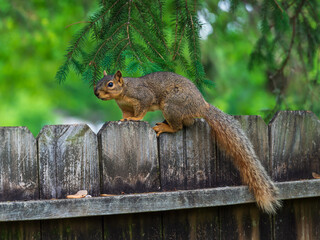 A squirrel walks along a wooden fence.