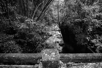 Plant covered bridge overlooking the creek. Black and white.