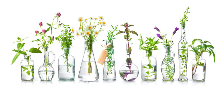 Bottles of essential oils with fresh herbs