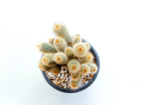 top view of cactus on white background