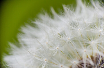 dandelion head closeup