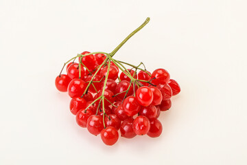 Red tasty and juicy Viburnum berries
