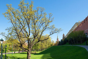 View of the Alexander Garden, the towers and walls of the Moscow Kremlin on a spring day. Architecture of the capital of Russia.