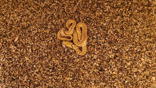 camouflaged snake near the lake.
The water snake is a Eurasian nonvenomous snake belonging to the family Colubridae, subfamily Natricinae. It is also called  dice snake.
exotic reptile.
wildlife, wild