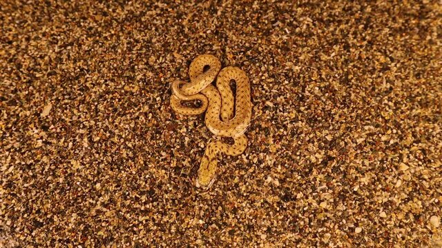 camouflaged snake near the lake.
The water snake is a Eurasian nonvenomous snake belonging to the family Colubridae, subfamily Natricinae. It is also called  dice snake.
exotic reptile.
wildlife, wild
