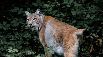 Crédence de cuisine en verre imprimé Lynx Wildlife animal background - Beautiful lynx in the forest