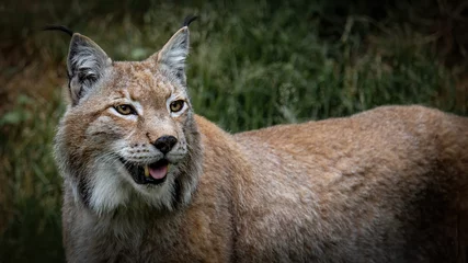 Fotobehang Dieren in het wild achtergrond - Mooie lynx in het bos © Corri Seizinger