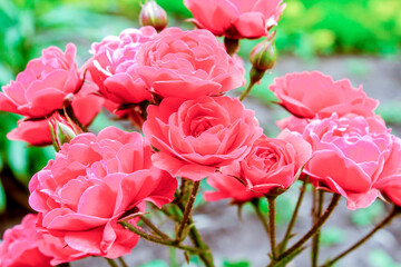 pink roses in garden