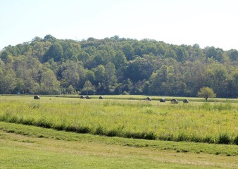 The hay bales in the country field on a sunny day.