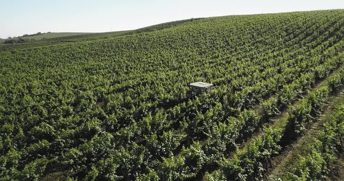 Aerial view: Tractor works the grape field. Amazing flying over the grape fields. 4k