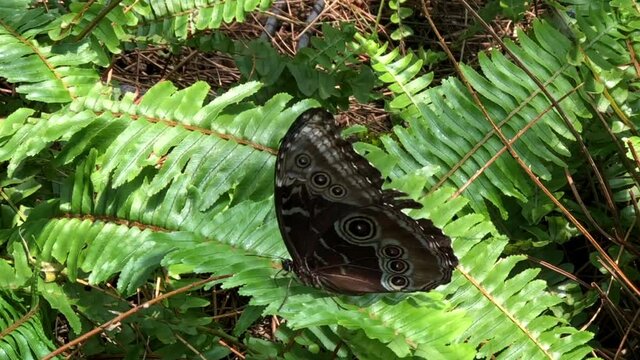 4K HD video of a Blue Morpho butterfly reaching proboscis through a fern, opens vibrant blue wings quickly then flies away. The iridescent lamellae are only present on the dorsal sides of their wings.