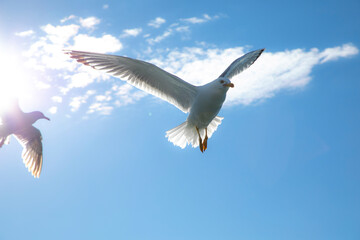 seagull in flight, Möwe im Flug