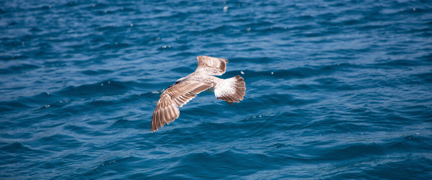 seagull in flight, M&ouml;we im Flug