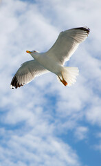 seagull in flight, fliegende Möwe, am Himmel