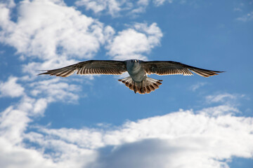 seagull in the sky, fliegende Möwe, Himmel