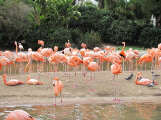 Flamingos