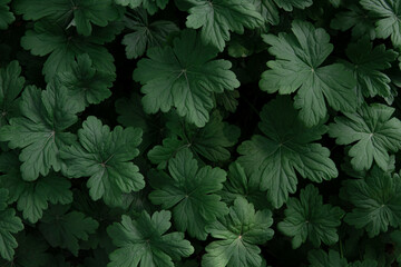 Dark green geranium leaves. Natural background, texture. 