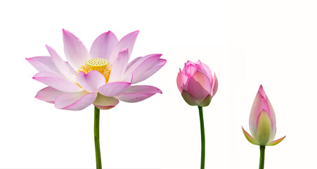 Lotus flower isolated on white background