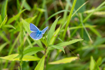 Blue butterfly on green grass