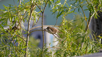 Sparrow birds sit on a tree branch