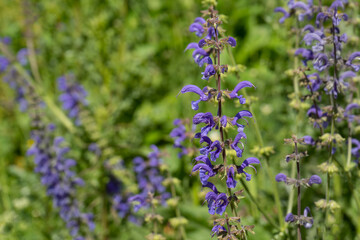 Purple Salvia pratensis flower on a meadow