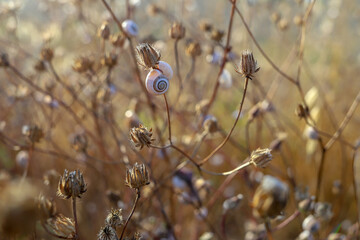 Snails on the branches of a plant