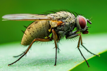 Exotic Drosophila Fly Diptera Parasite Pest Insect on Green Leaf Macro