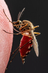 Encephalitis, Yellow Fever, Malaria Disease or Zika Virus Infected Culex Mosquito Parasite Insect Macro on Dark Background