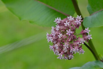 Common Milkweed (Asclepias syriaca), blooming flowering in garden.