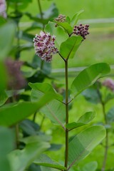 Common Milkweed (Asclepias syriaca), blooming flowering in garden.