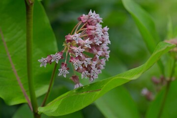 Common Milkweed (Asclepias syriaca), blooming flowering in garden.