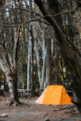 Forest camp National Park Torres del Paine