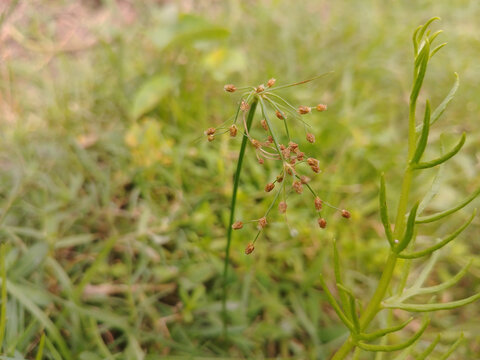 Closeup shot of growing Sweet grass
