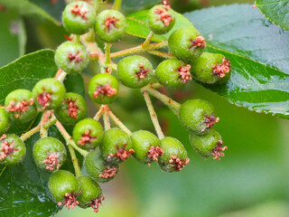 Green Chokeberry in the Spring Garden