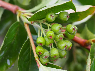 Green Chokeberry in the Spring Garden
