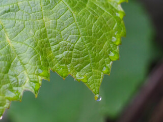 The Green Leaf of the Grape in the Spring
