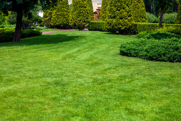 a park with evergreen arborvitae thujas and evergreen hedge among the deciduous trees of the garden and a lawn on a meadow with grass on a sunny summer day, nobody.