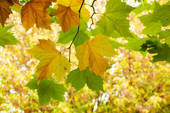 Blätter der Platane im Herbstlicht