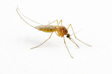 Dangerous Zika Infected Mosquito on White Wall. Leishmaniasis, Encephalitis, Yellow Fever, Dengue, Malaria Disease, Mayaro or Zika Virus Infectious Culex Mosquito Parasite Insect Macro.