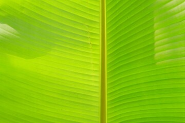 close up banana leaf texture for background or wallpaper