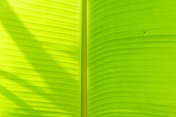 close up banana leaf texture for background or wallpaper