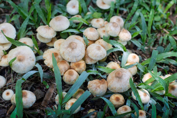 Photo of poisonous mushrooms toadstools in the backyard