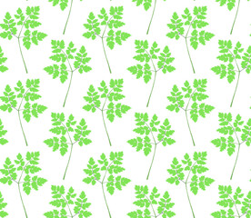 Green leaves of parsley on a white background. Seamless pattern.