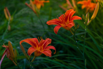 Blooming orange flower on a green background